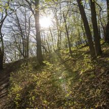 Internationaler Tag des Waldes 2026