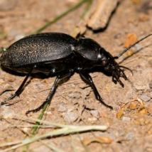 Lederlaufkäfer, Carabus coriaceus