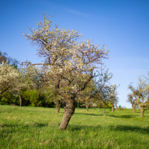 Streuobstwiese im Frühling