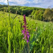 Prächtiges Knabenkraut