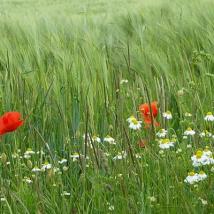 Feldblumen