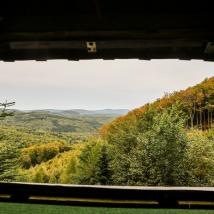 Blich durch ein Fenster auf den Wald