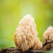 Artomyces Pyxidatus