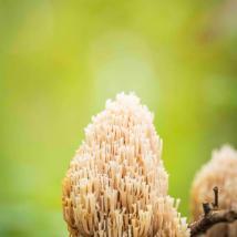 Artomyces Pyxidatus