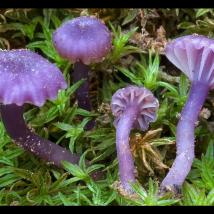 Chromosera viola