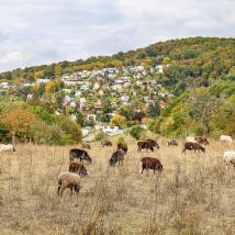 Schafe auf Weide mit Stadt Wien im Hintergrund