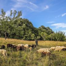 Schafe auf Weide