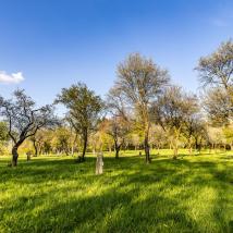 Streuobstwiese im Frühling